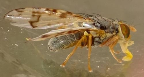 Sphenella marginata